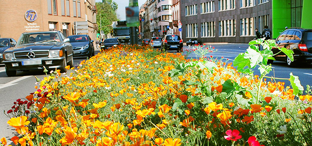Blumenwiese in der Stadt