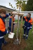 Jugendliche gießen einen frisch gepflanzten Baum