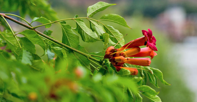 Flowers (Photo: Diemer)