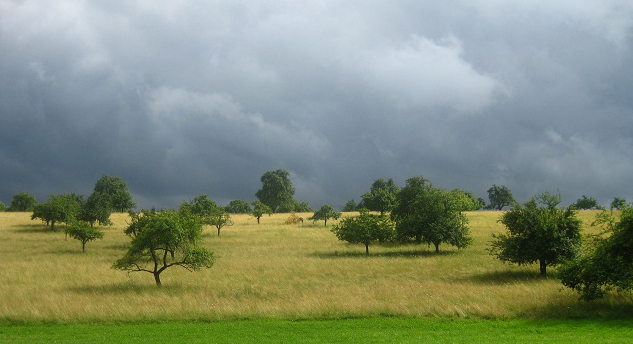 Orchard meadow (Photo: Hartmann, Landscape Architects and Forestry Office)