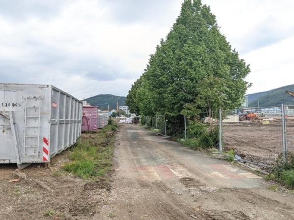 Linden in der Bahnstadt. Foto: Stadt