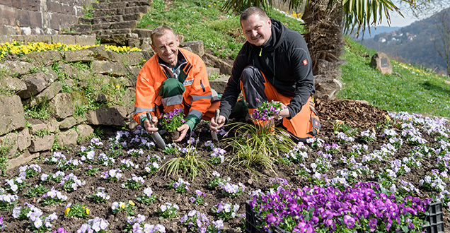 Mitarbeiter bei der Anlage eines Blumenbeet mit Trockenmauer