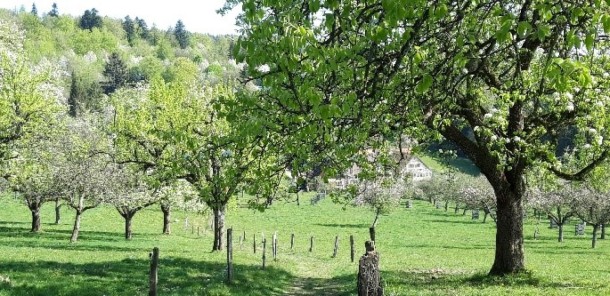 Obstbaumwiese auf städtischen Flächen.