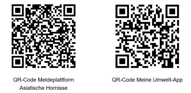 QR-Code Meldeplattform Asiatische Hornisse und Umwelt-App