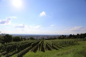 Blick auf Weinberge und Pfälzer Berge (Foto: Stadt Heidelberg)