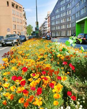 Blumenwiese in der Stadt