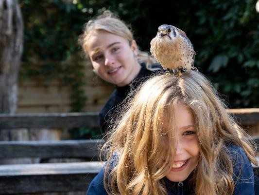 Mädchen mit Falke auf dem Kopf