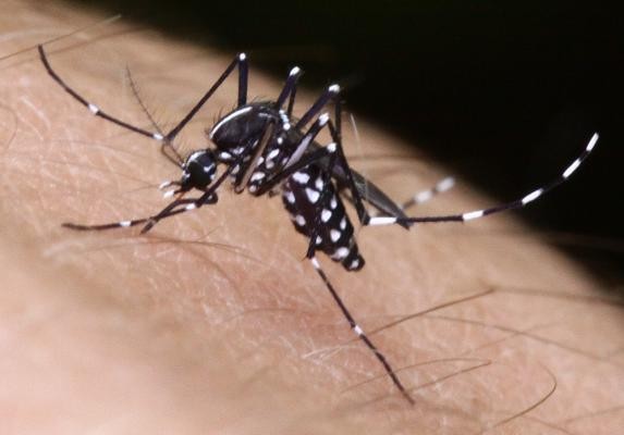 Die nur wenige Millimeter große Tigermücke ist leicht an ihren schwarz-weißen Streifen zu erkennen. (Foto: ICYBAC GmnH) Stark vergrößerte Aufnahme einer schwarz-weiß gestreiften Mücke auf einer Handfläche.