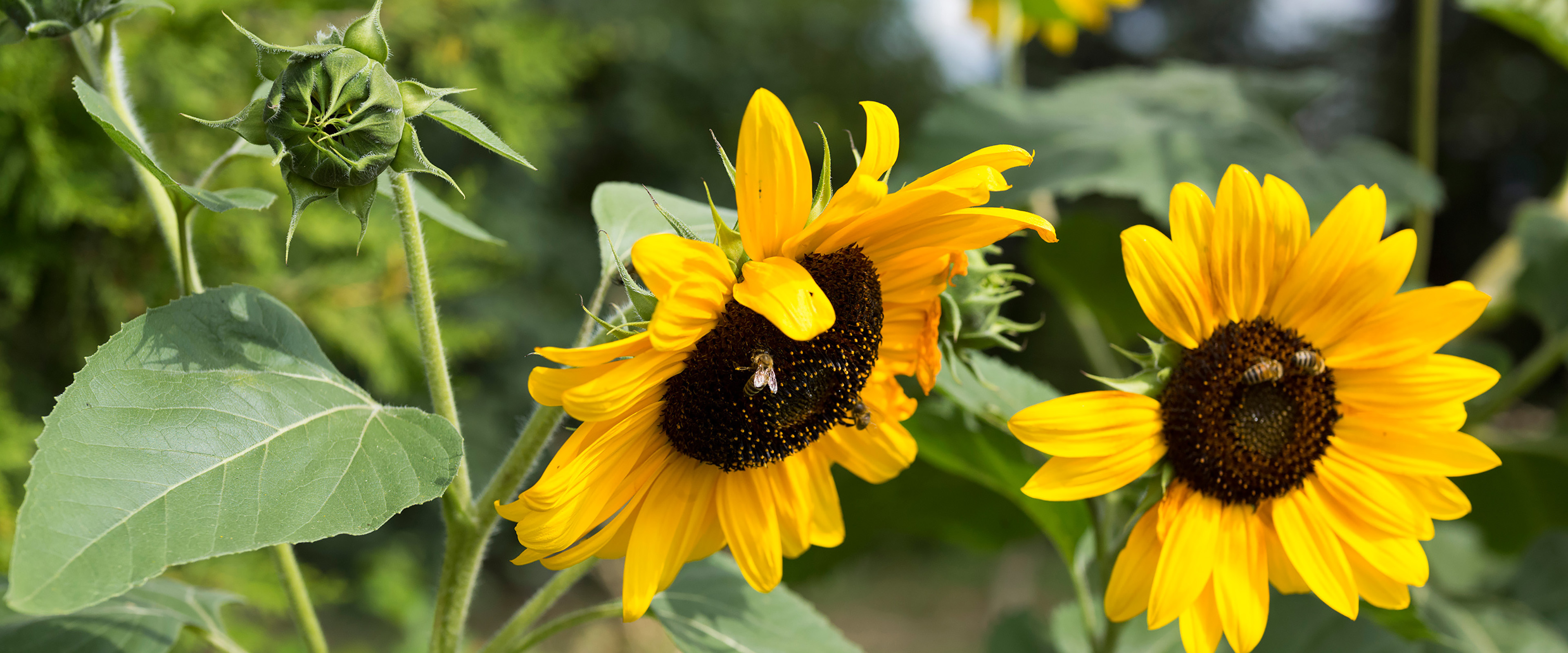 Blühende Sommerwiese