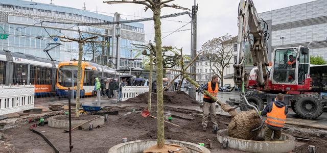 Bagger und Arbeiter pflanzen Bäume in Beete am Bismarckplatz