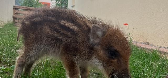 Wildschweinferkel mit Schale voll Brei