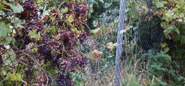 Weintrauben wachsen an einem Zaun
