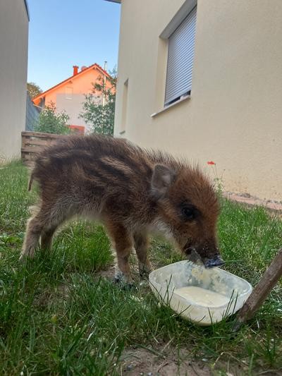 Wildschweinferkel mit Schale voll Brei