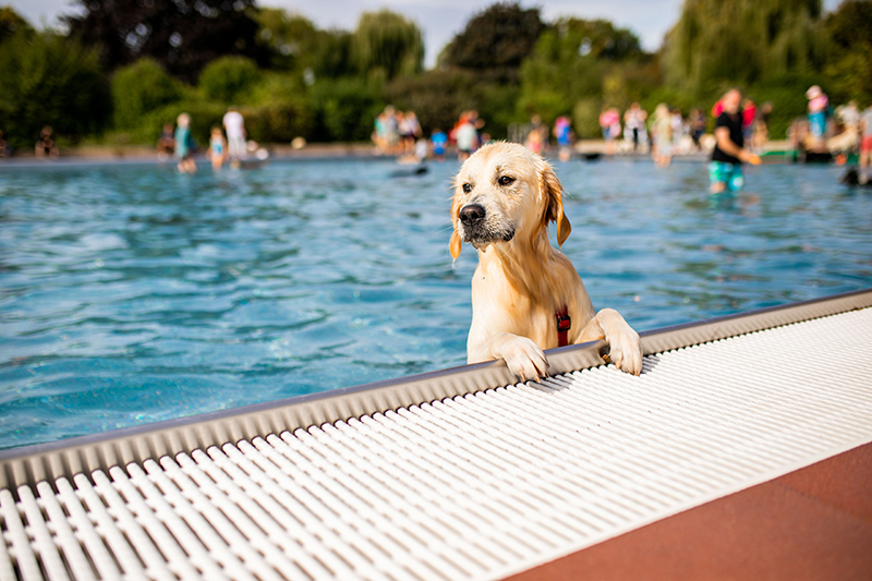 Ein Hund schaut über den Beckenrand