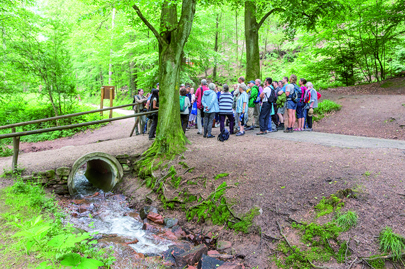 Wandergruppe im Wald neben einem kleinen Bach